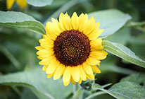 担保交易的网站攻击测试