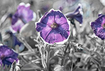 无需注册登录的在线网站攻击