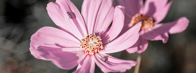 快速检测漏洞的在线网站攻击