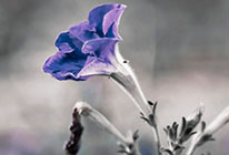 快速原型设计的在线网站攻击